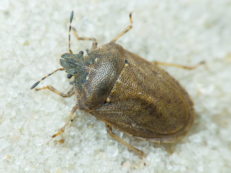 Podops (Opocrates) rectidens Horváth, 1883